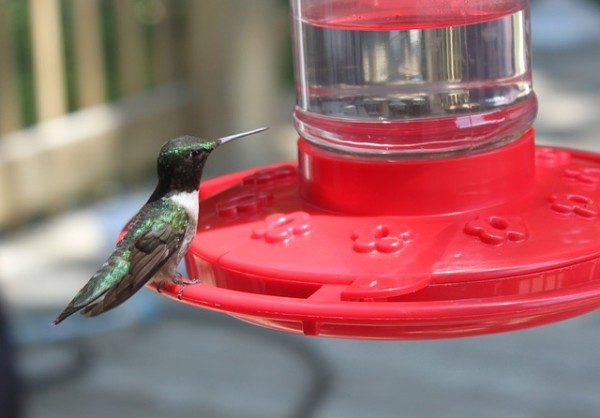 hummingbird-140461_640