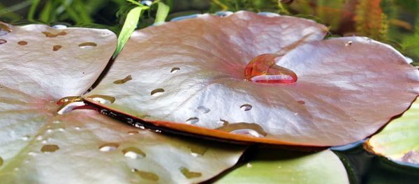 water-lilies-1445405_960_720