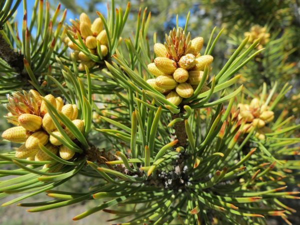 trees-pine-needles-pine-cones-67214