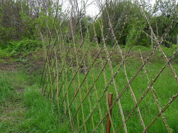 plot z vrby