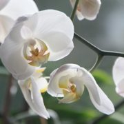 Jak pečovat o pokojové orchideje?